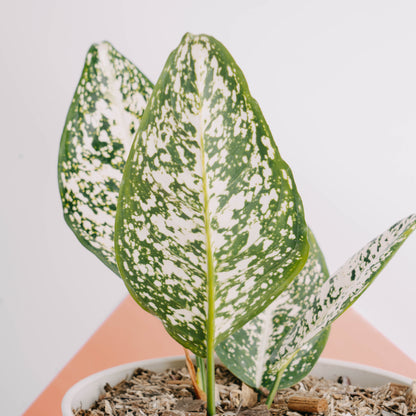 Aglaonema morodoklok - Greenspaces.id