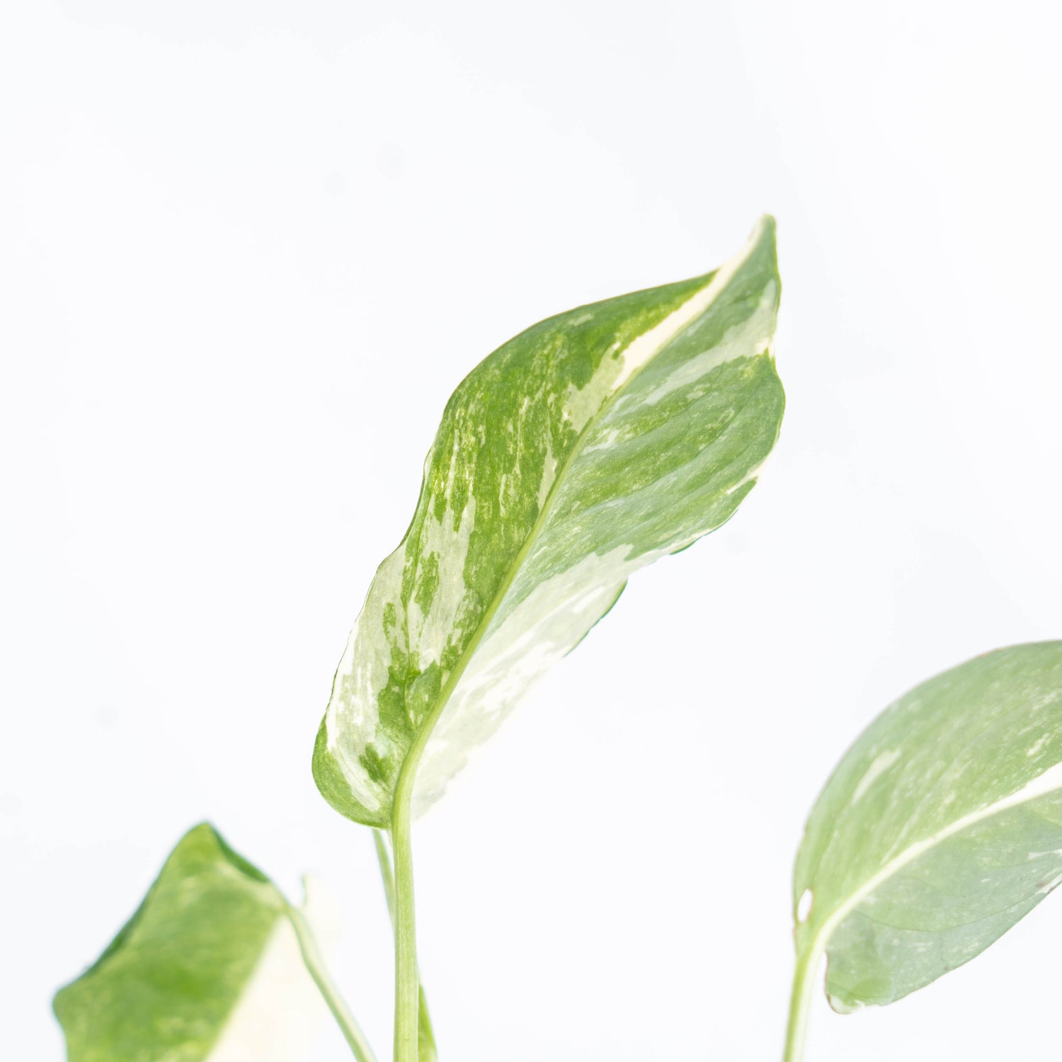 Epipremnum Pinnatum Variegated