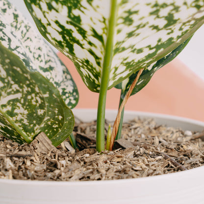 Aglaonema morodoklok - Greenspaces.id