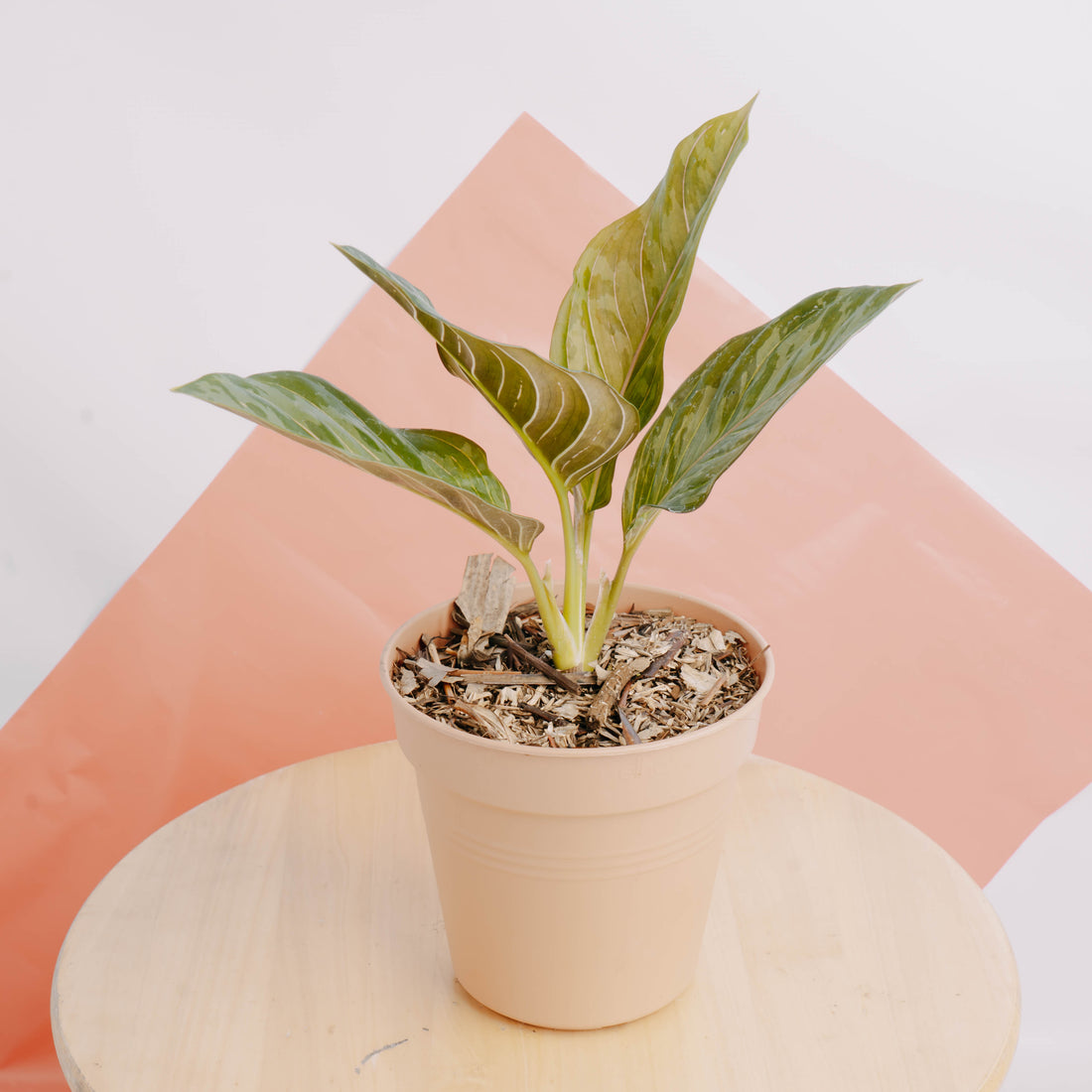 Aglaonema red army - Greenspaces.id