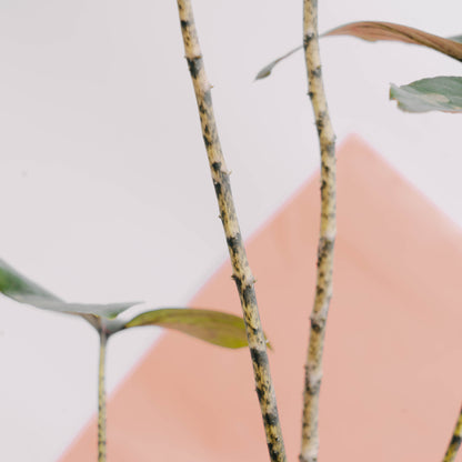 Cyrtosperma johnstonii