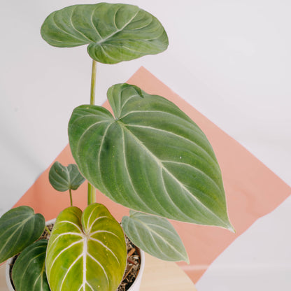 Philodendron gloriosum white veins - Greenspaces.id