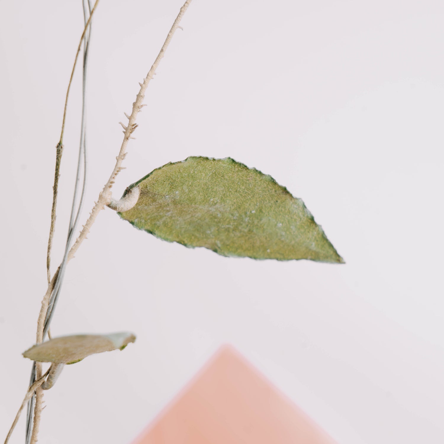 Hoya caudata Splash - Greenspaces.id