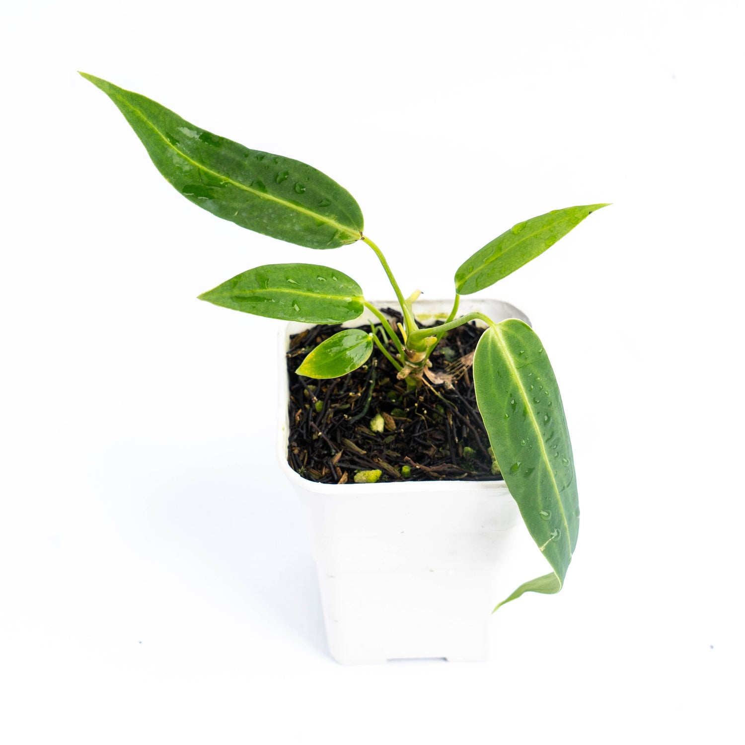 🎁 Anthurium Warocqueanum Little (100% off)