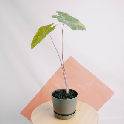 Colocasia esculenta midori sour - Greenspaces.id