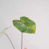 Colocasia esculenta midori sour - Greenspaces.id