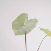 Colocasia esculenta midori sour - Greenspaces.id