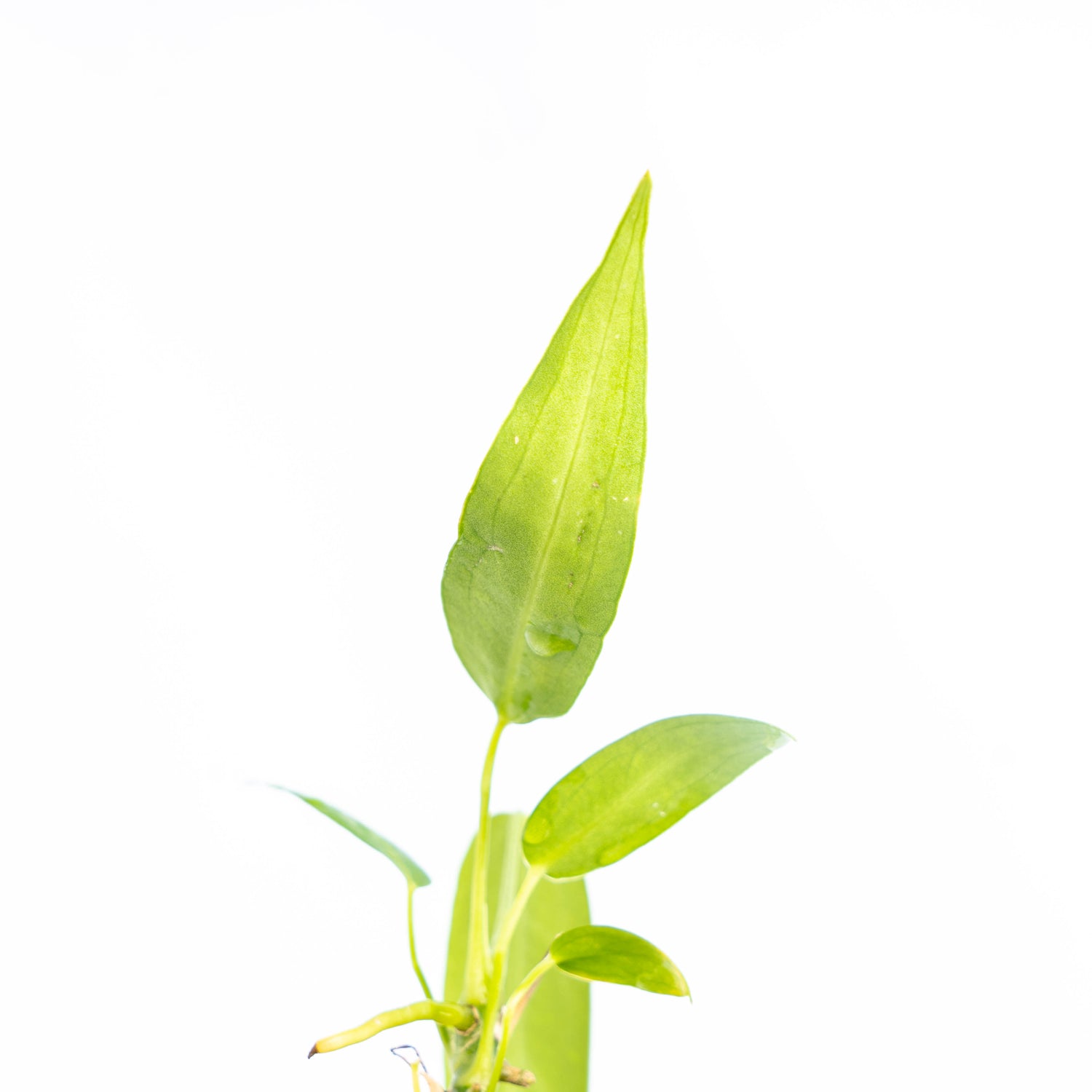 Anthurium Warocqueanum Little