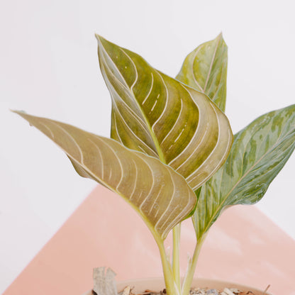 Aglaonema red army - Greenspaces.id