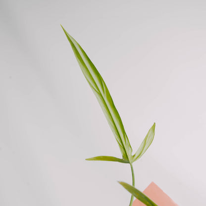 Philodendron holtonianum - Greenspaces.id