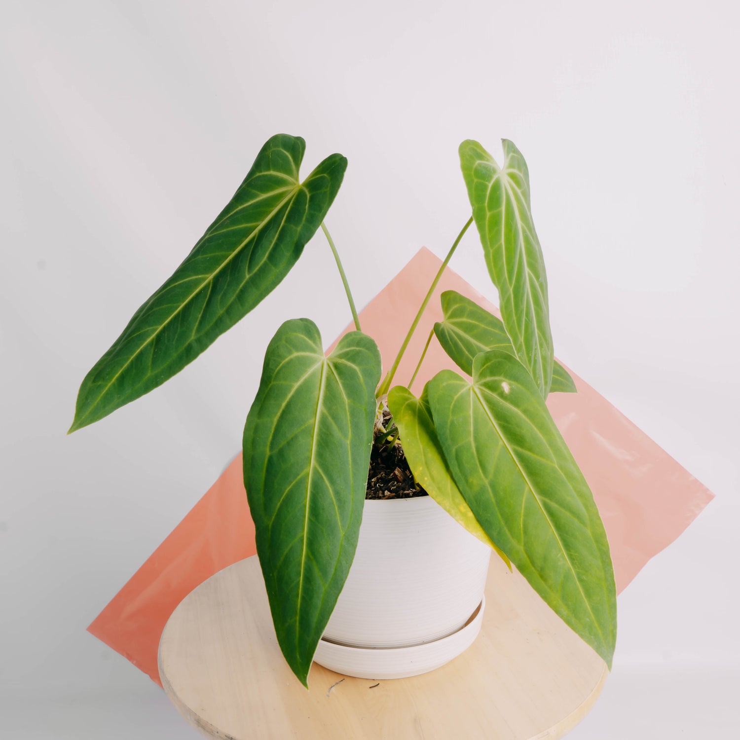 anthurium papillilaminum x warocqueanum Anthurium Dark Mama (Papillilaminum x Warocqueanum) Medium