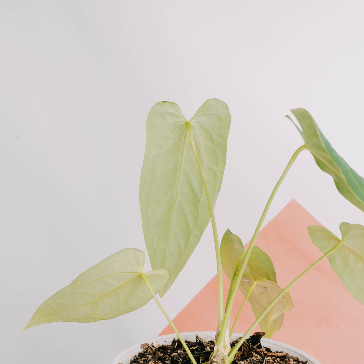anthurium papillilaminum x warocqueanum Anthurium Dark Mama (Papillilaminum x Warocqueanum) Medium – Greenspaces.id
