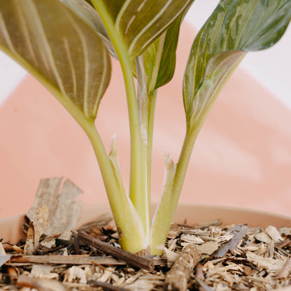 Aglaonema red army - Greenspaces.id