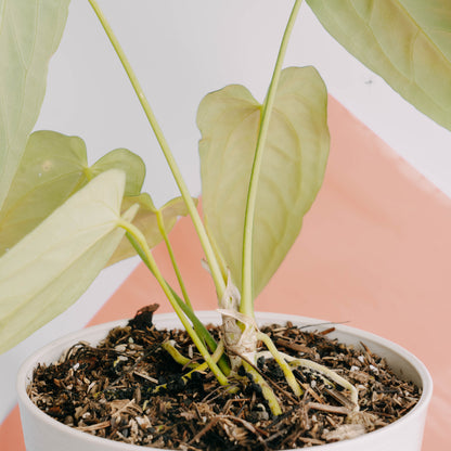 Anthurium Dark Mama (Papillilaminum x Warocqueanum) - Greenspaces.id