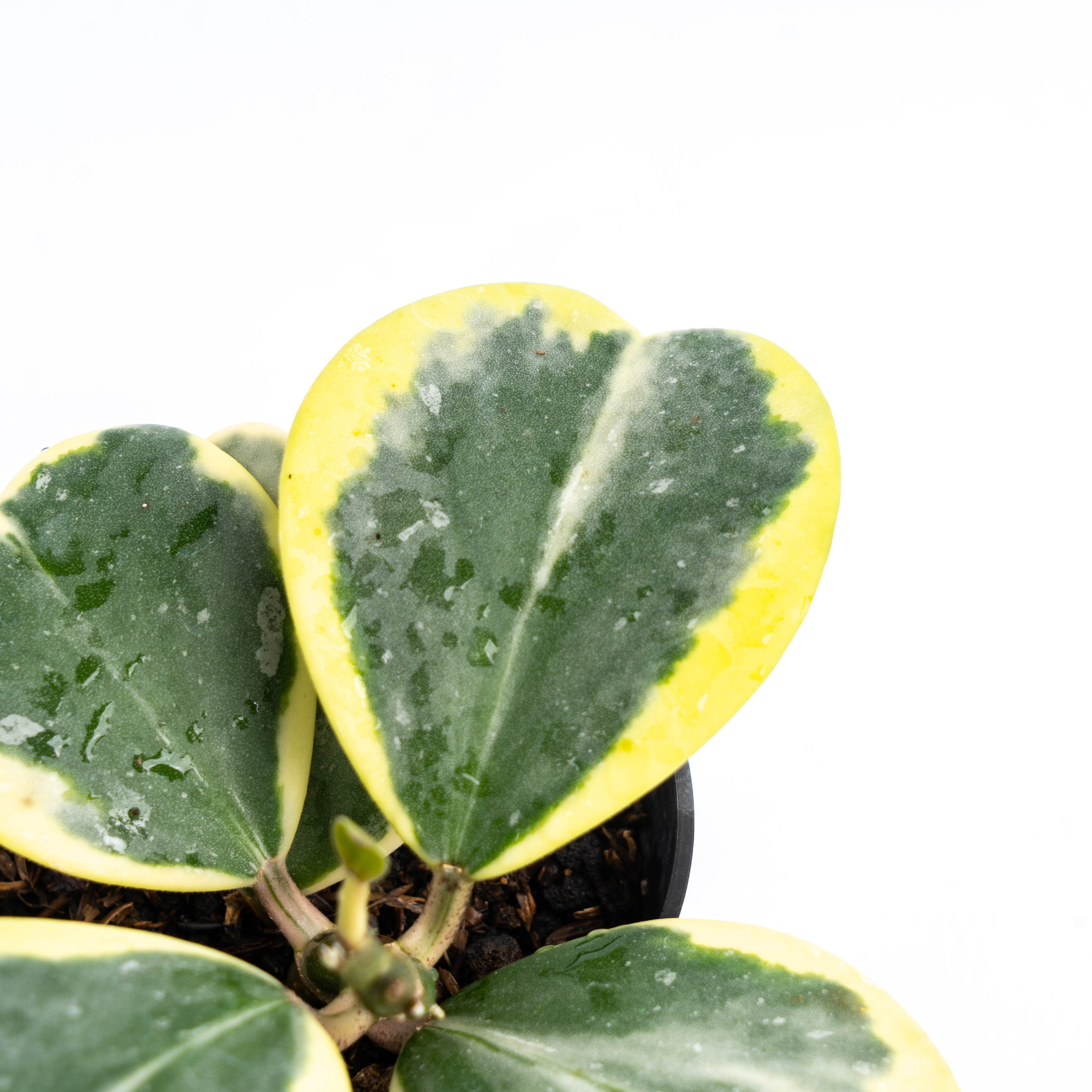 Hoya Kerrii Variegated