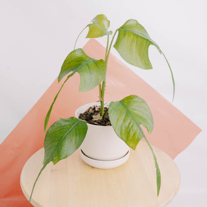 Epipremnum pinnatum skeleton key - Greenspaces.id