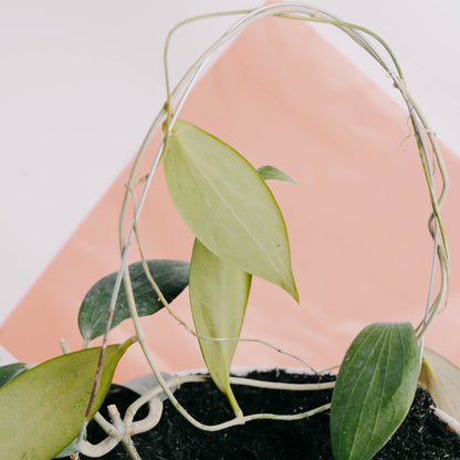 Hoya Nicholsoniae - Greenspaces.id