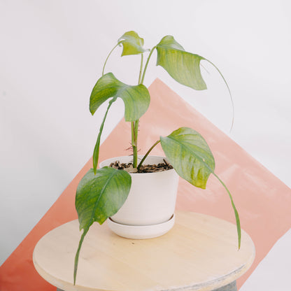 Epipremnum pinnatum skeleton key - Greenspaces.id