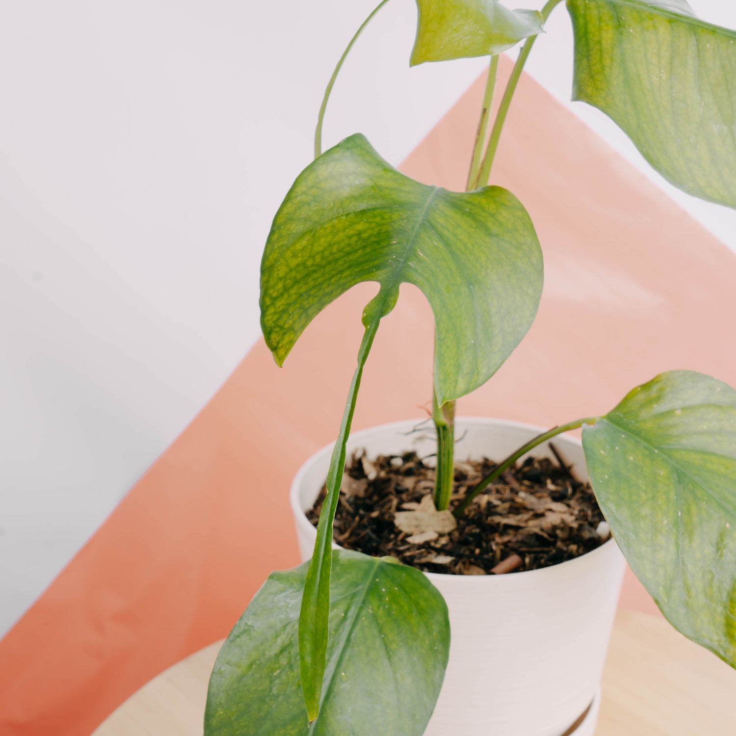 pothos epipremnum pinnatum 'skeleton key' Epipremnum pinnatum skeleton key – Greenspaces.id