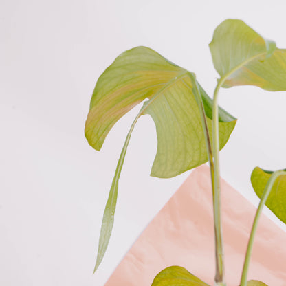 Epipremnum pinnatum skeleton key - Greenspaces.id