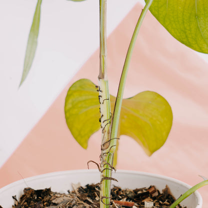 Epipremnum pinnatum skeleton key - Greenspaces.id