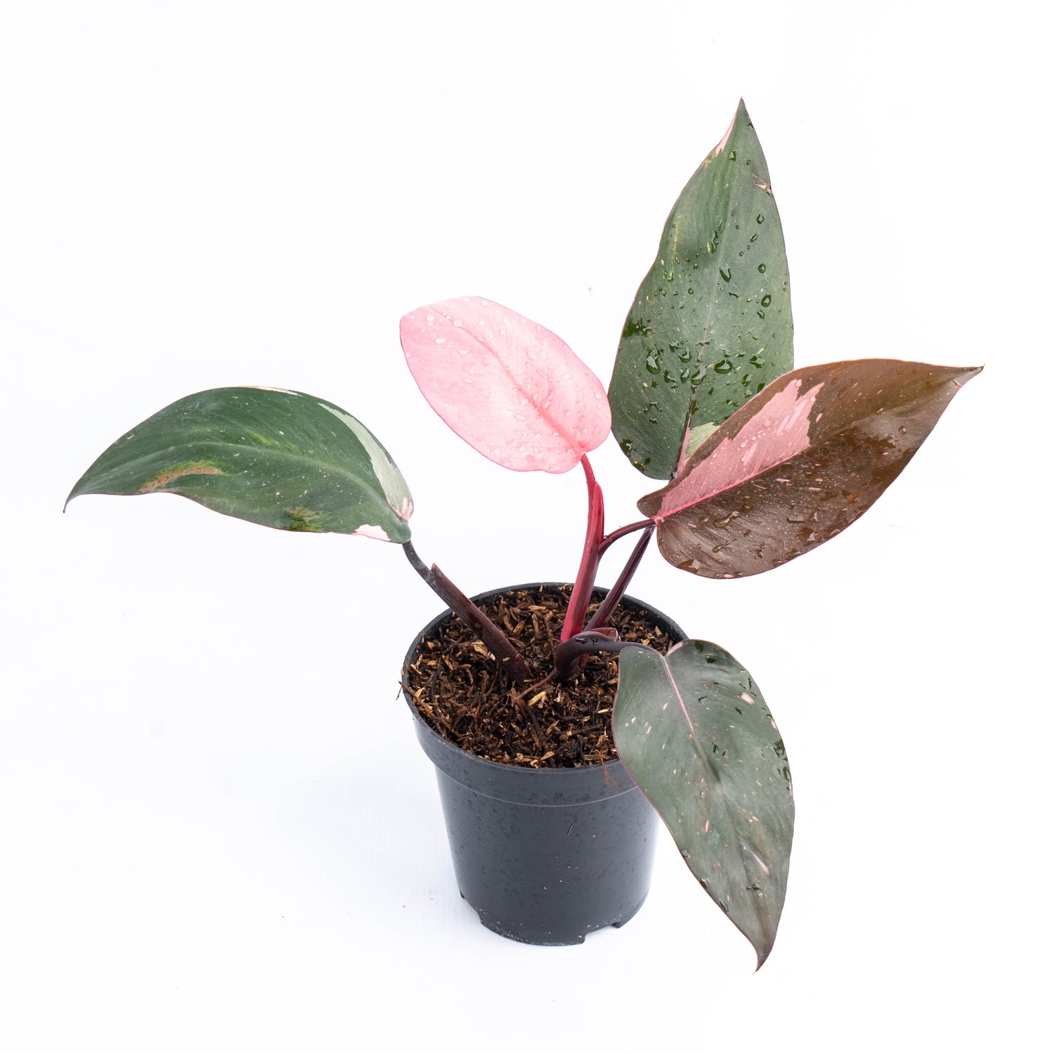 Philodendron Pink Princess