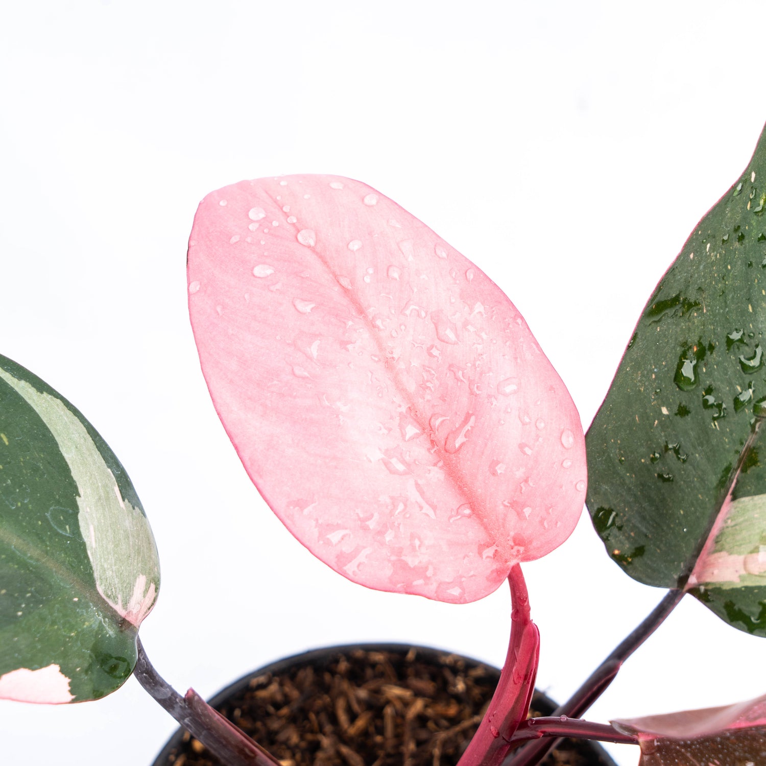 Philodendron Pink Princess