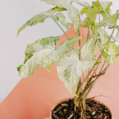 Syngonium freckles - Greenspaces.id