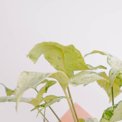 Syngonium freckles - Greenspaces.id