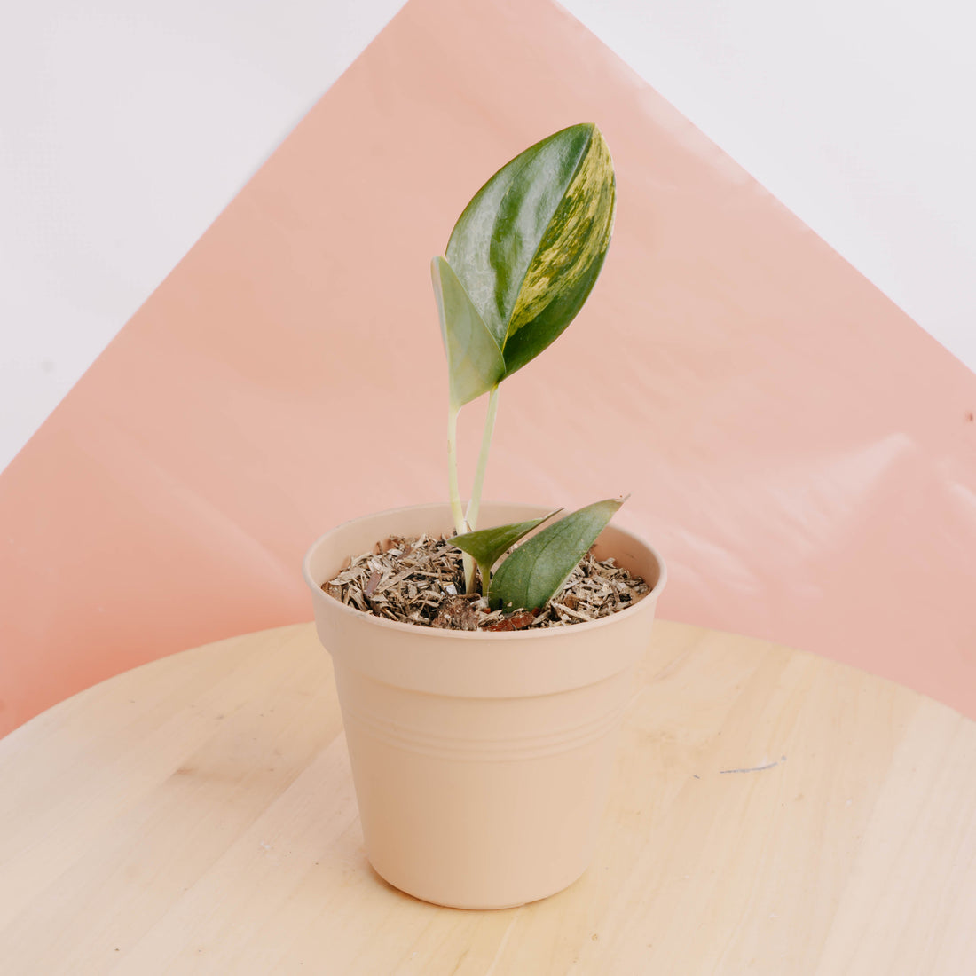 π Scindapsus treubii black variegated (100% off)