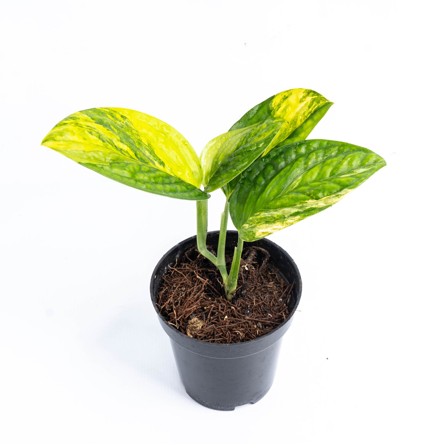 Monstera karstenianum variegated