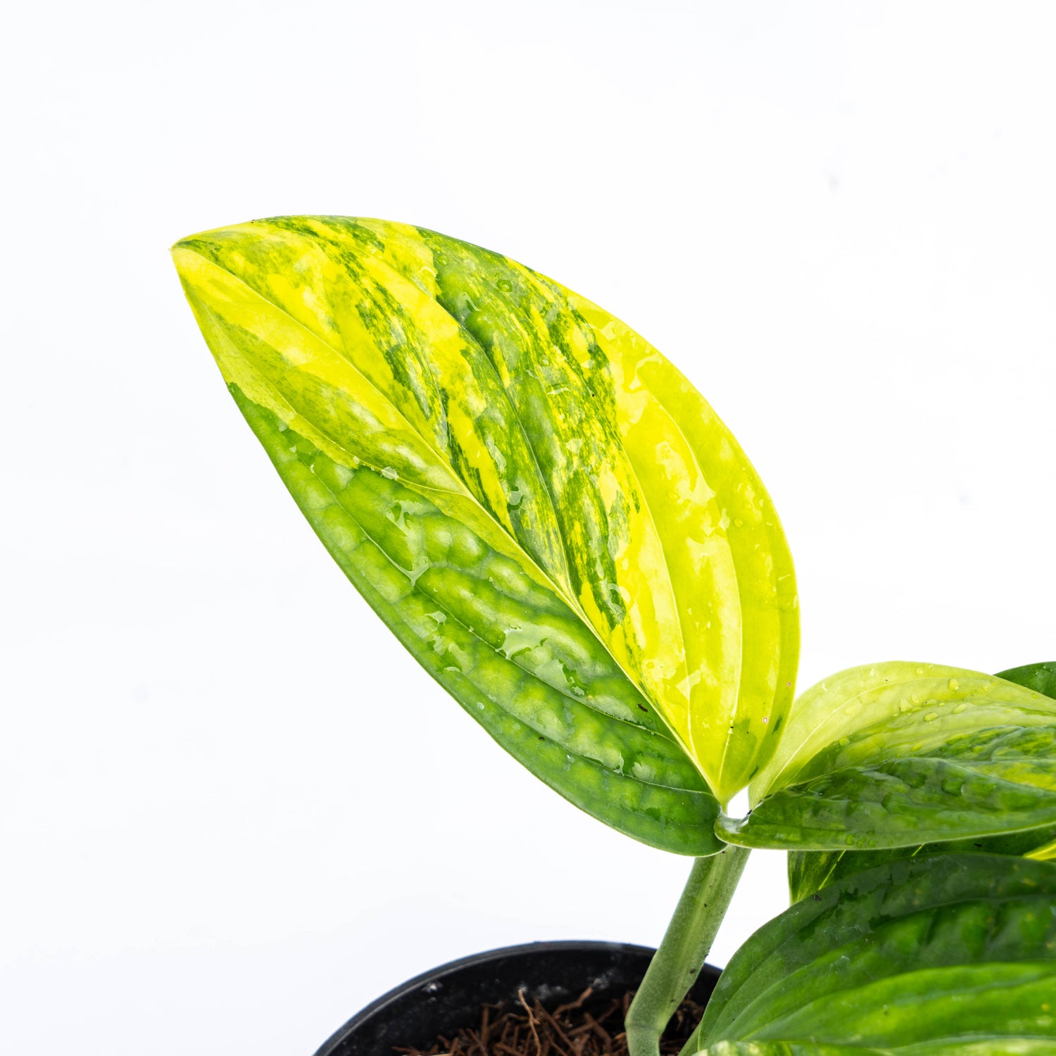 Monstera karstenianum variegated