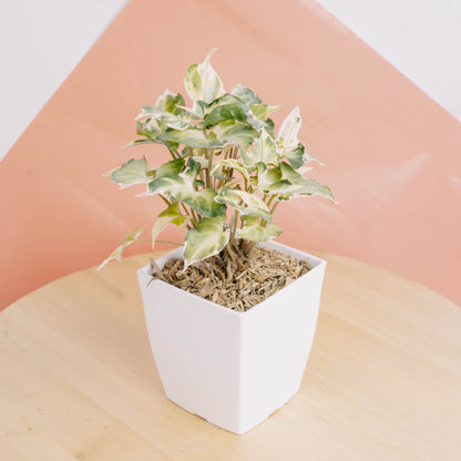Syngonium t25