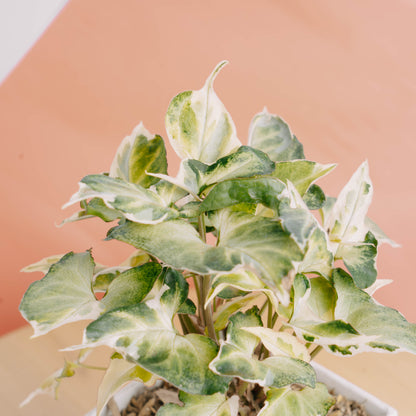 Syngonium t25