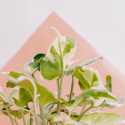 Syngonium t25