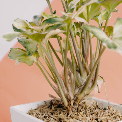 Syngonium t25
