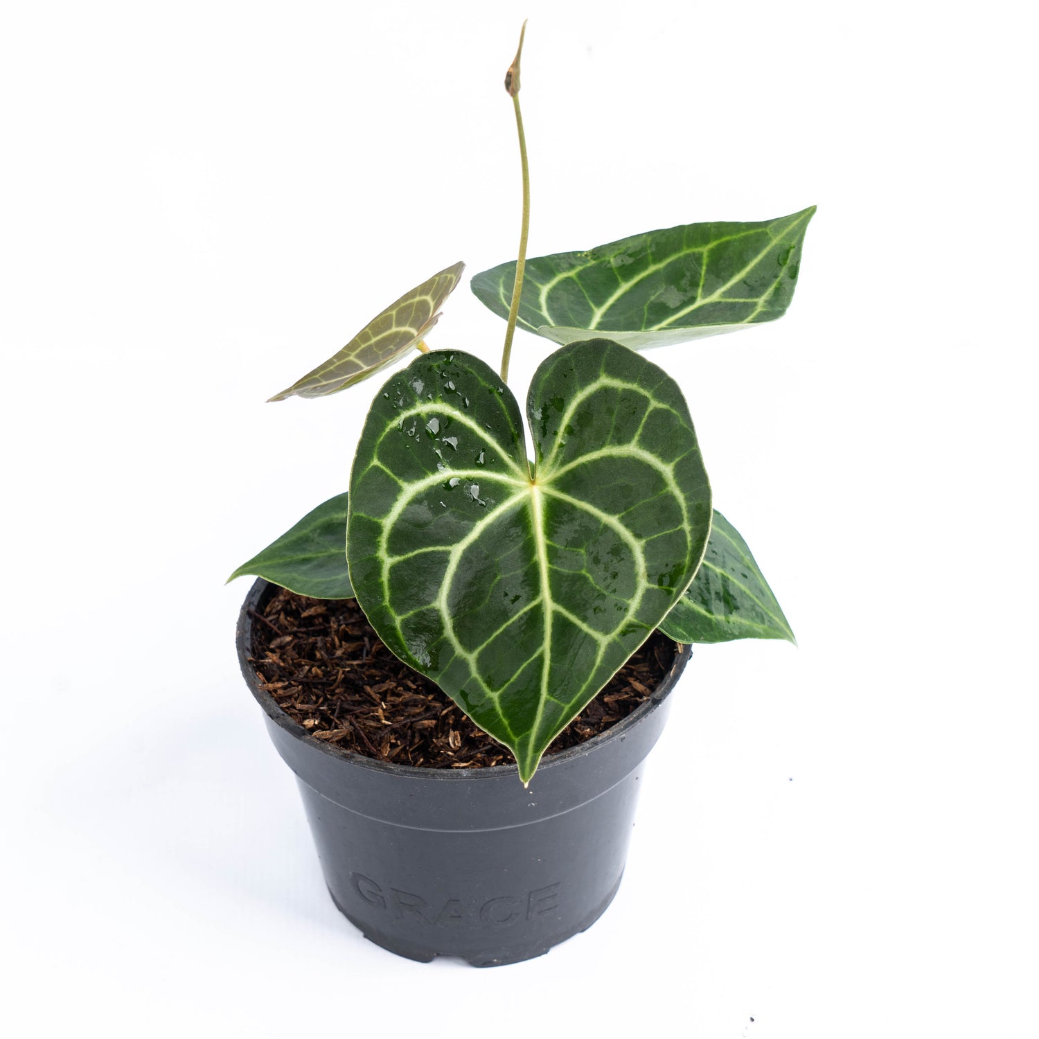 anthurium clarinervium dark form vs normal Anthurium Clarinervium – Greenspaces.id