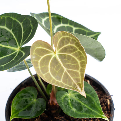 Anthurium Clarinervium