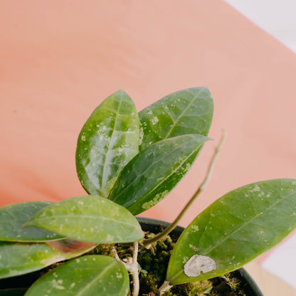 Hoya verticillata splash
