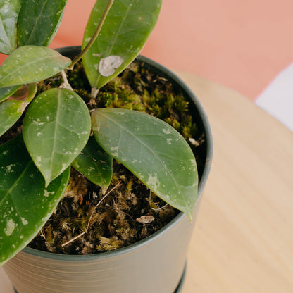 Hoya verticillata splash