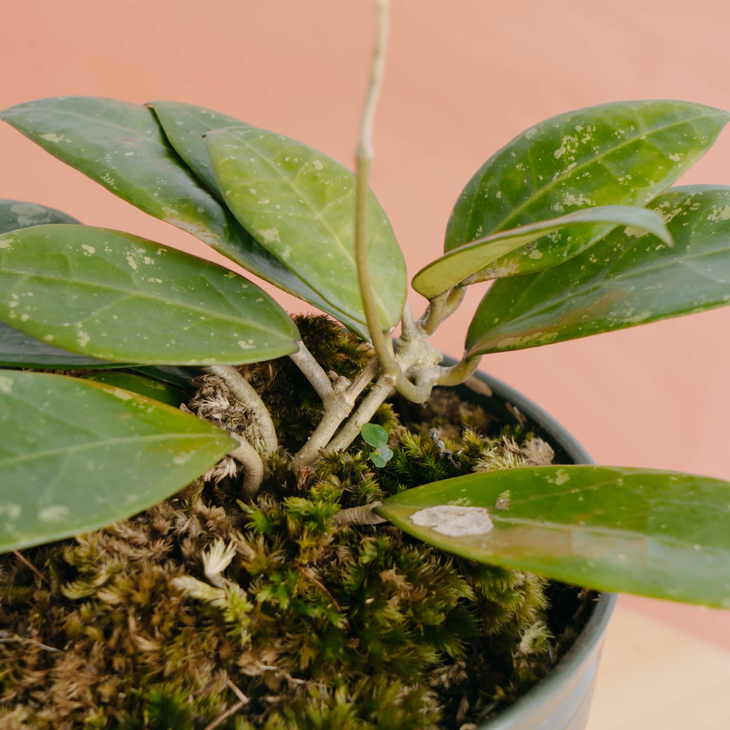 Hoya verticillata splash