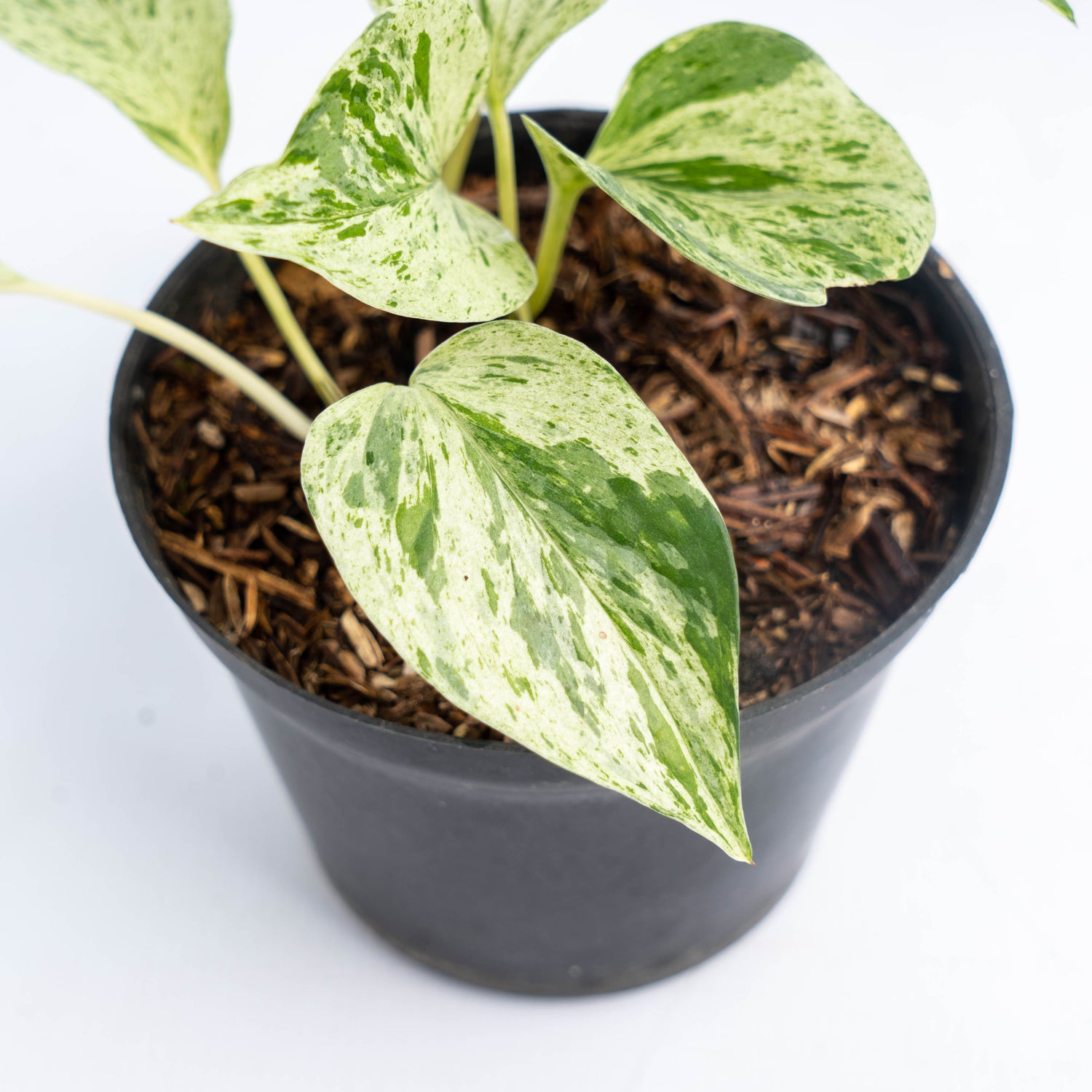 Epipremnum Pinnatum Marble Queen