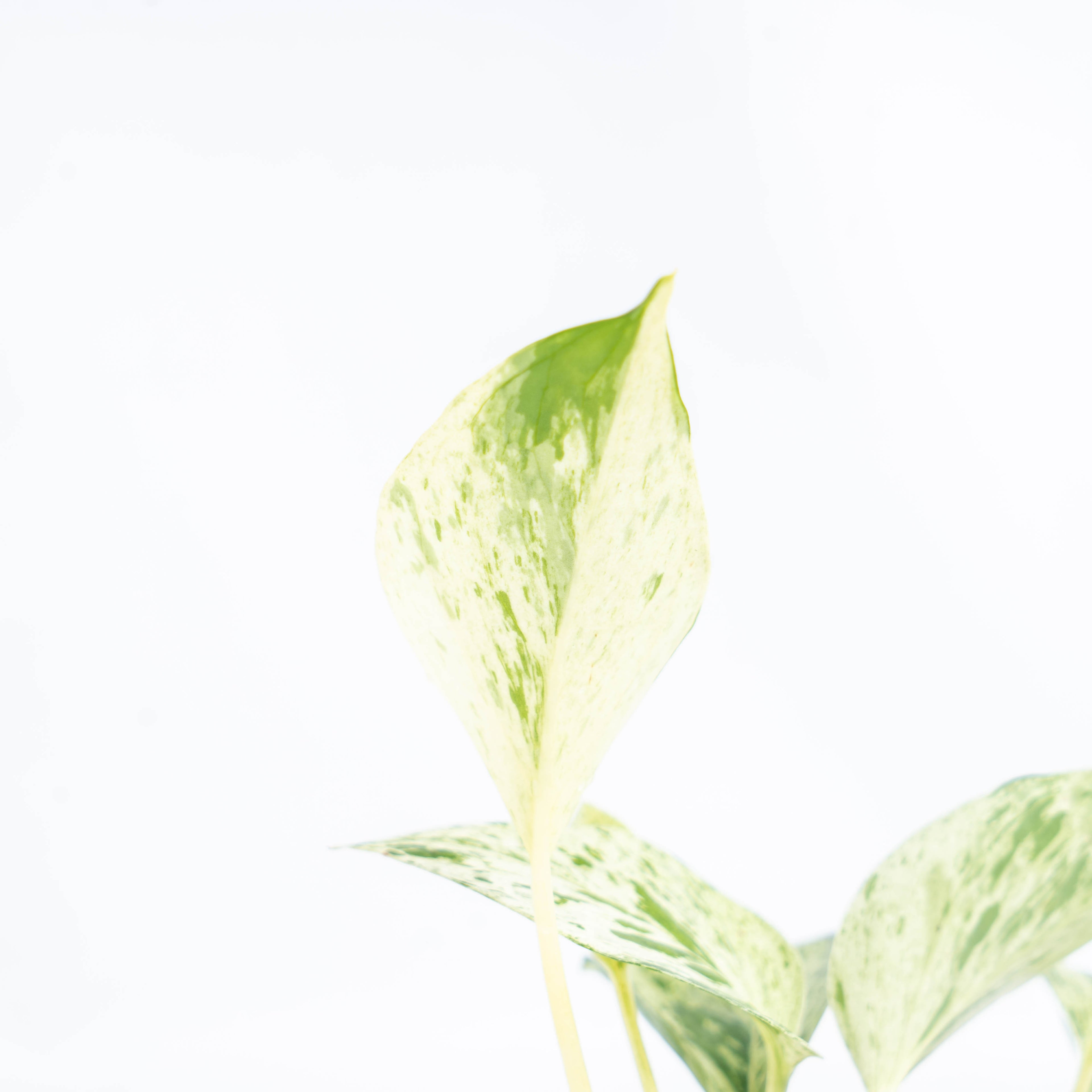 Epipremnum Pinnatum Marble Queen