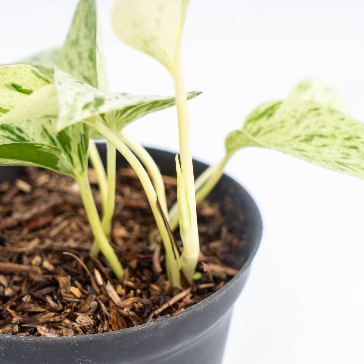 Epipremnum Pinnatum Marble Queen