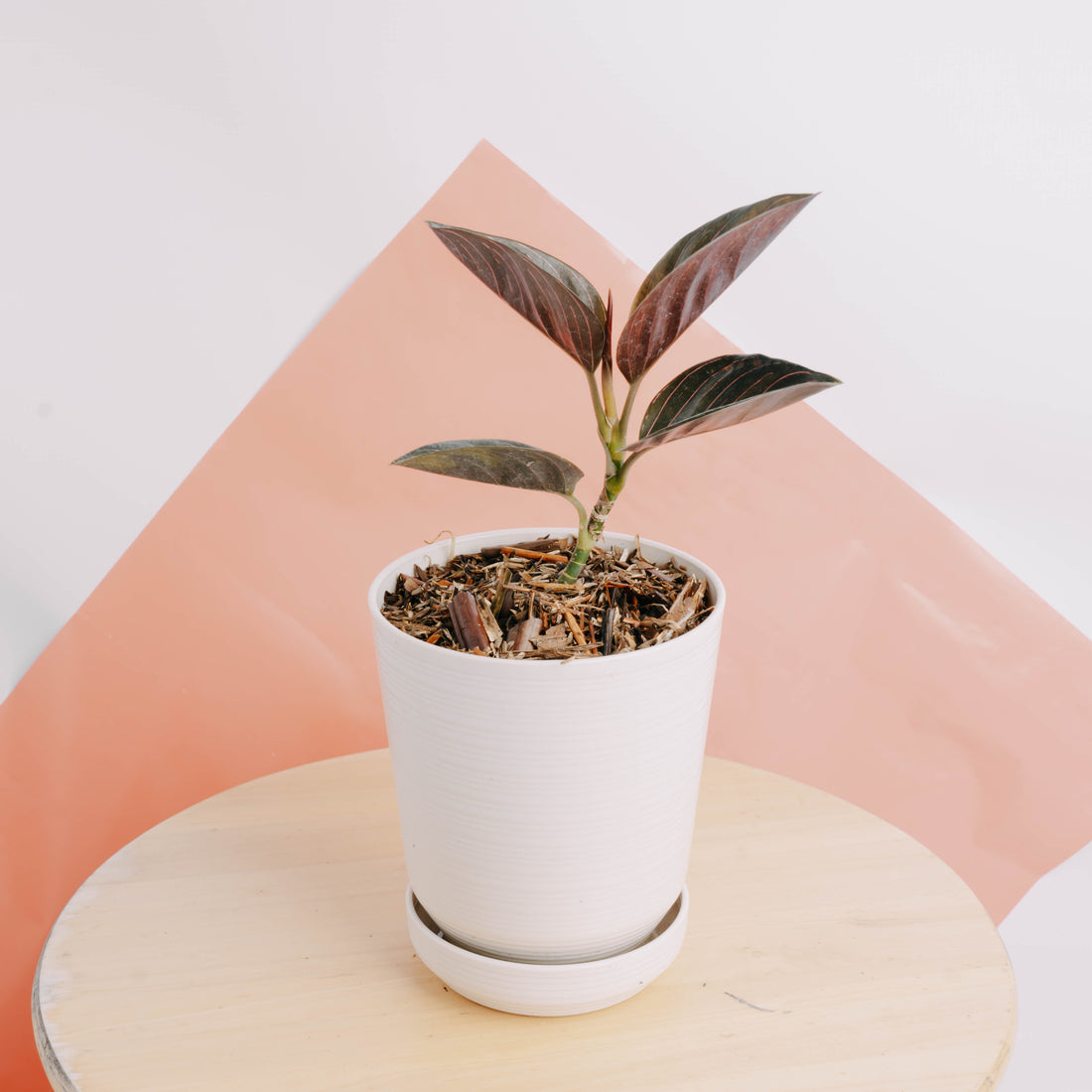 Aglaonema rutondum Sp aceh - Greenspaces.id