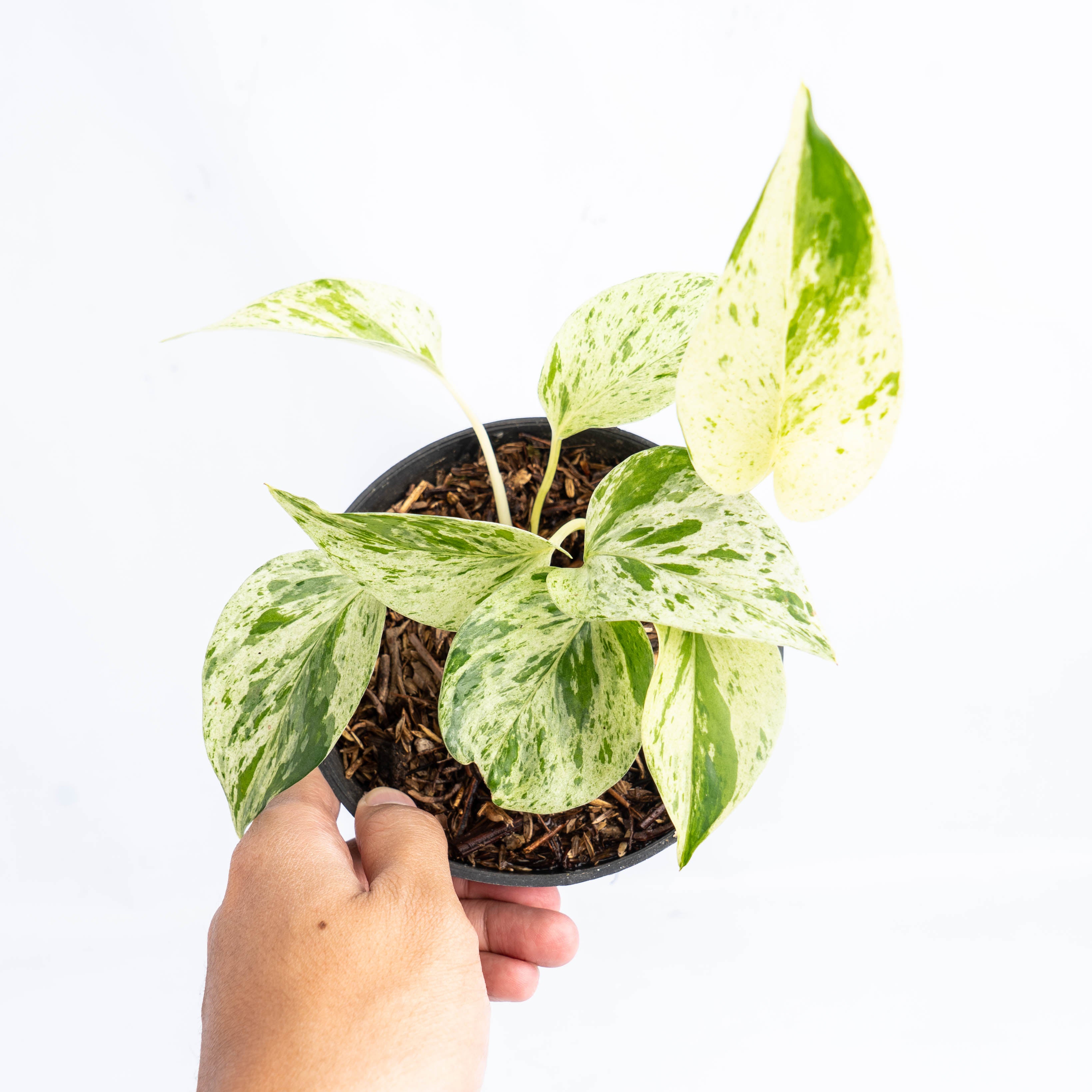 Epipremnum Pinnatum Marble Queen