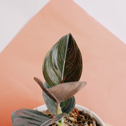 Aglaonema rutondum Sp aceh - Greenspaces.id