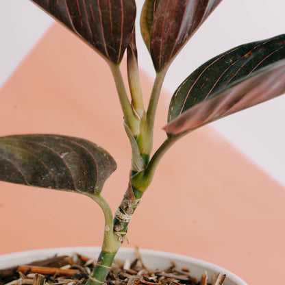 Aglaonema rutondum Sp aceh - Greenspaces.id