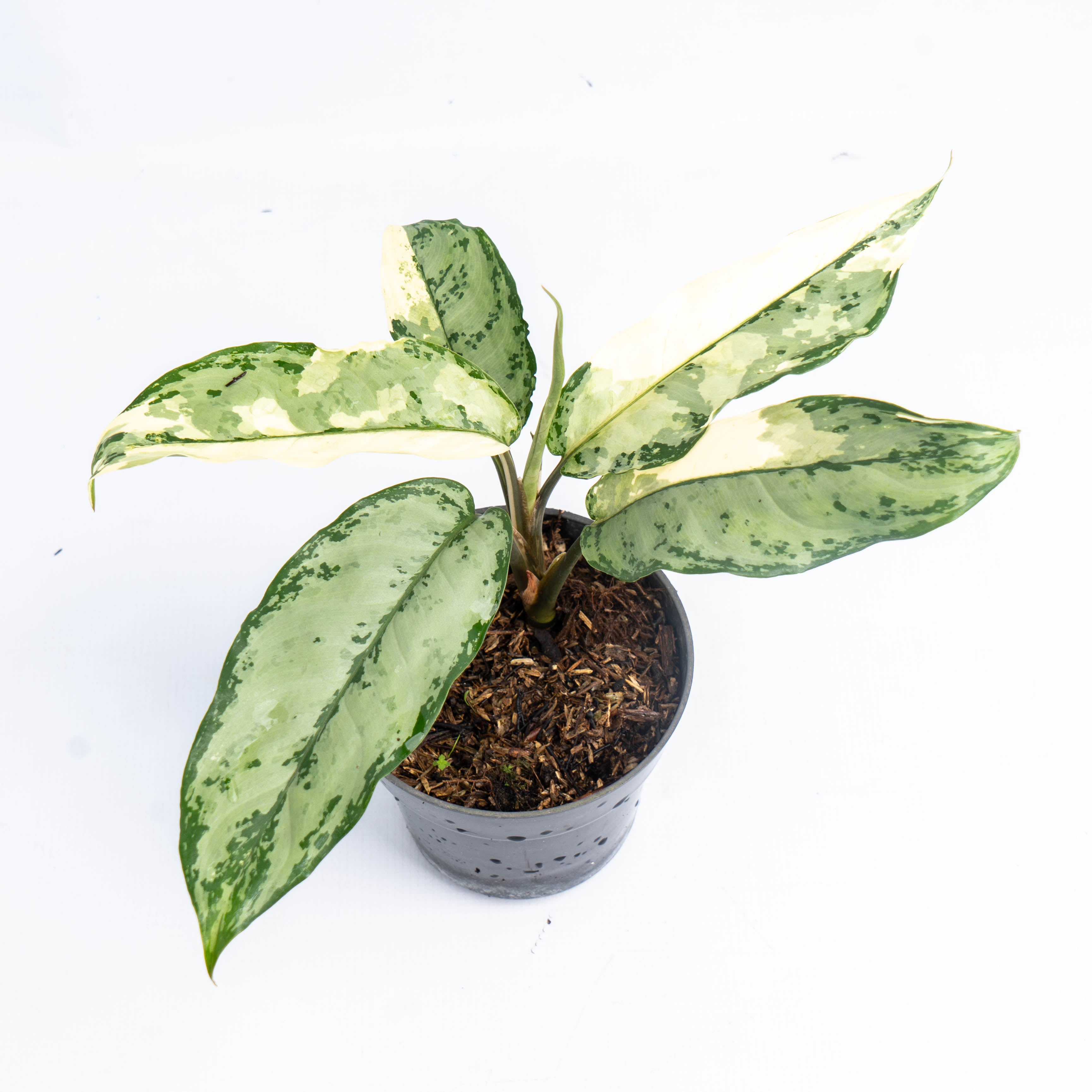 Aglaonema Comutatum Variegated