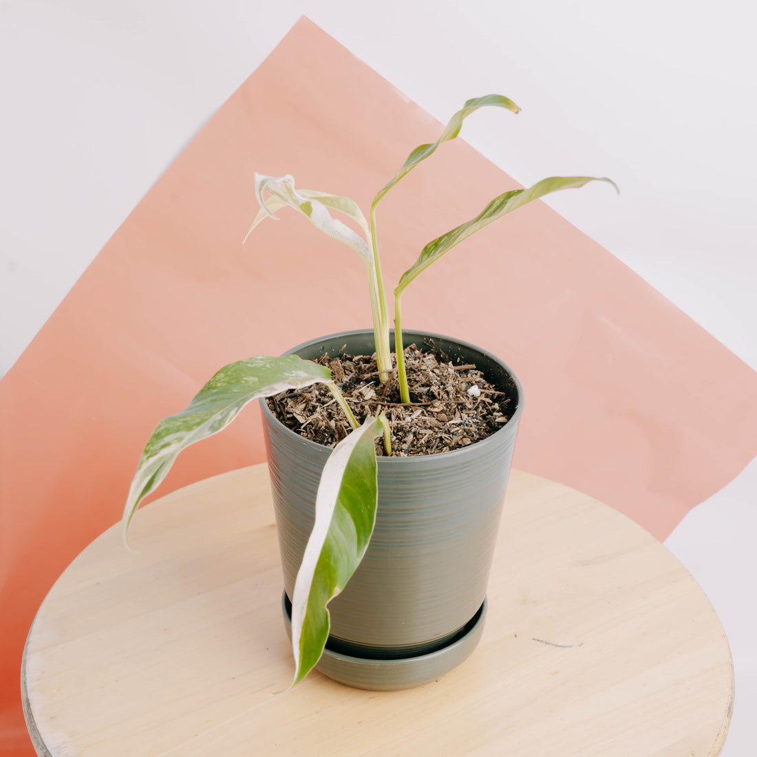 Rhaphidophora Megasperma Variegated  - Greenspaces.id